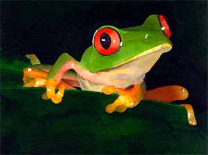 Rainforest Frog